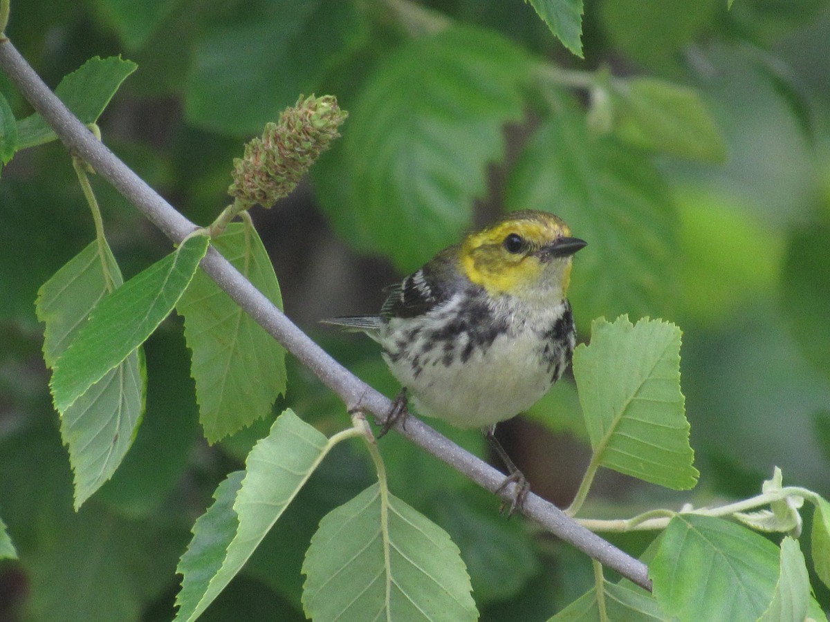 Black-throated Green Warbler - ML162832501