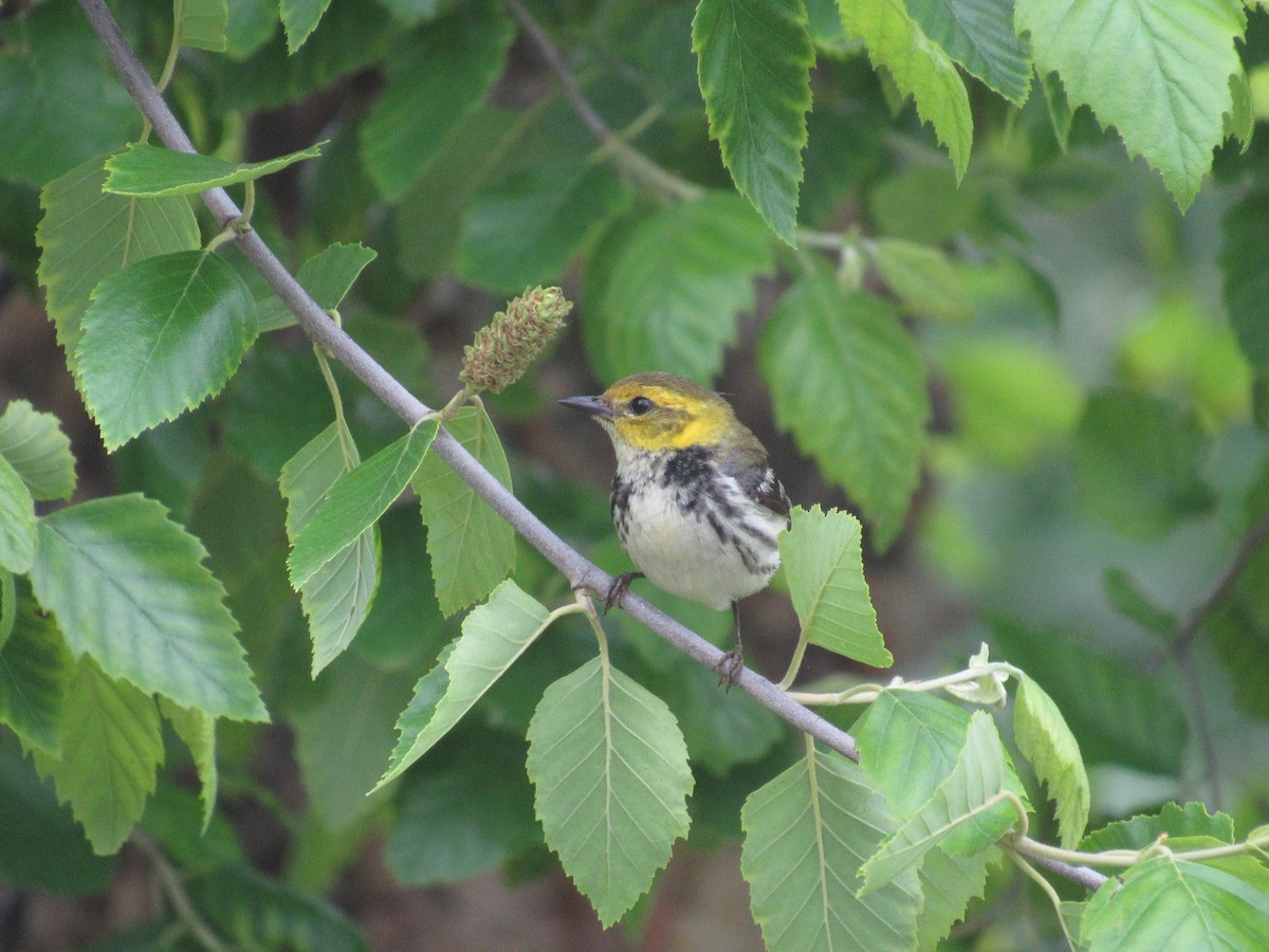 Black-throated Green Warbler - ML162832521