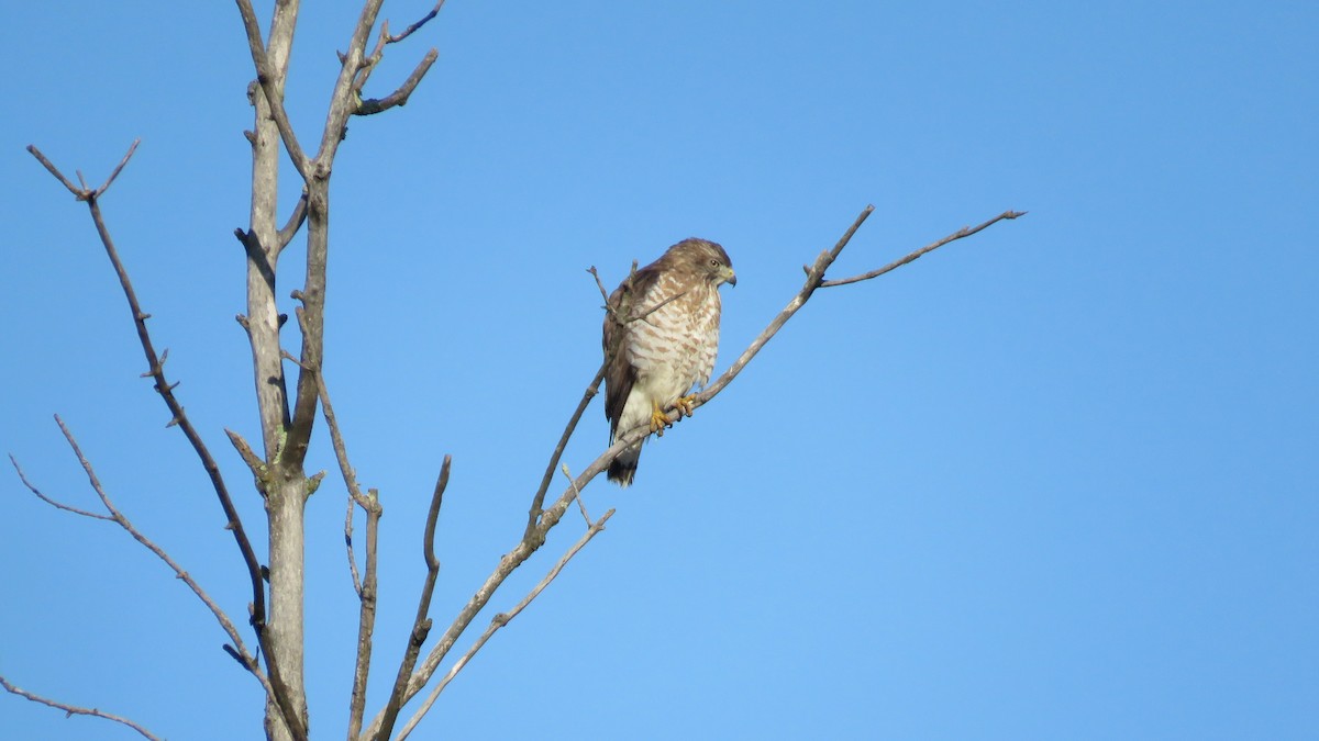 Broad-winged Hawk - ML162833411