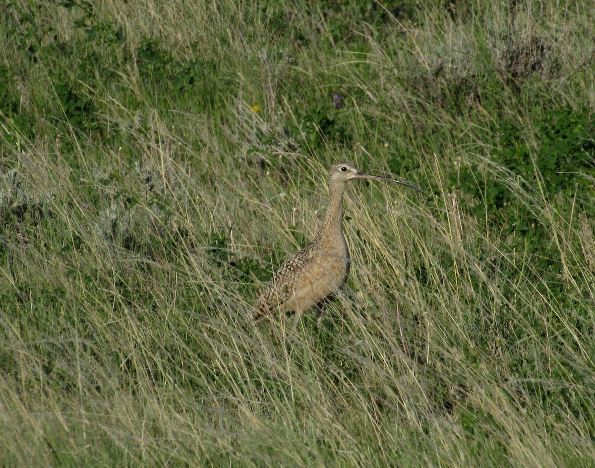 Long-billed Curlew - ML162835241