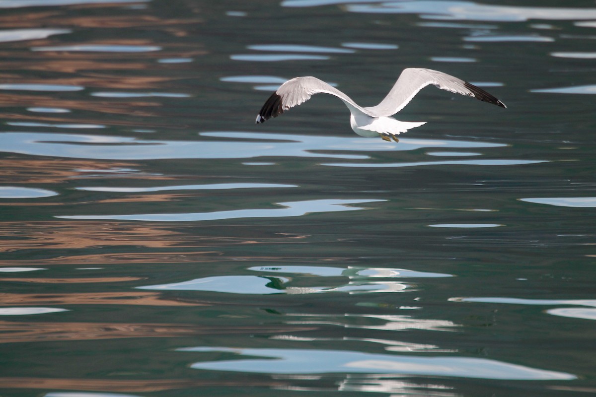 California Gull - ML162836781