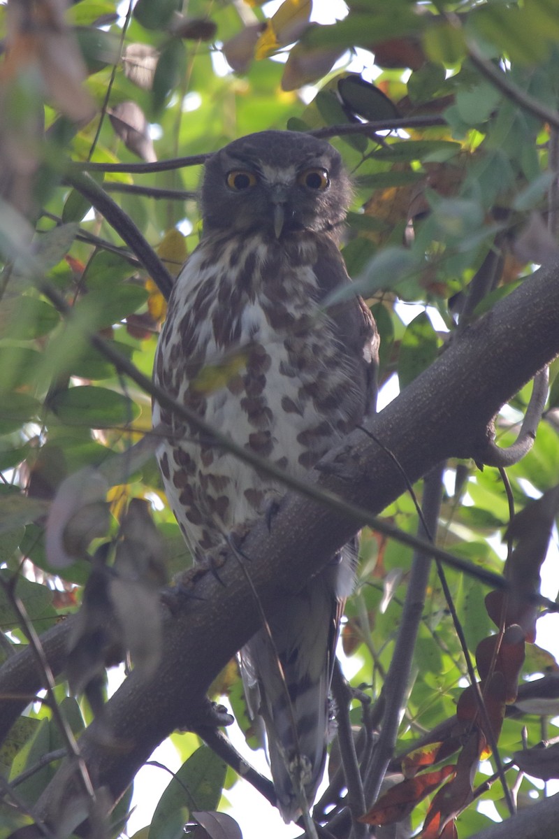 Brown Boobook - ML162837101