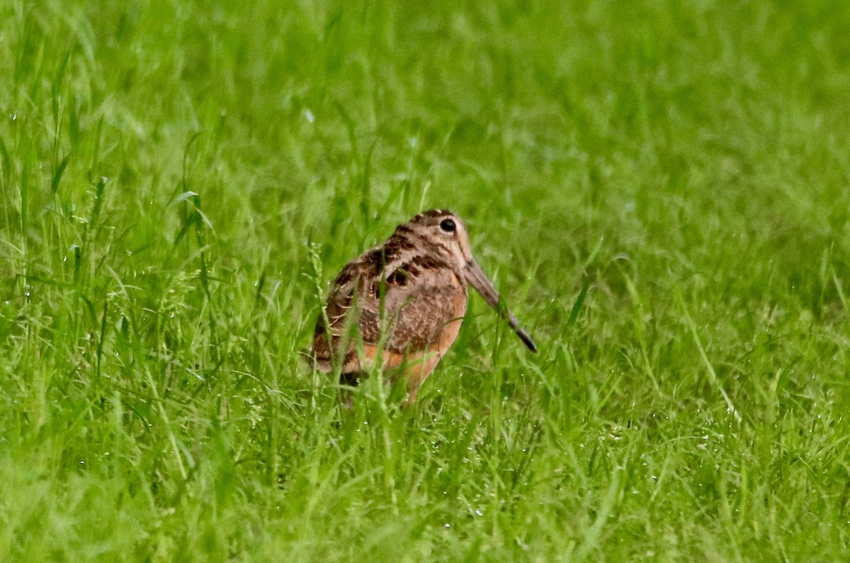 American Woodcock - ML162837331