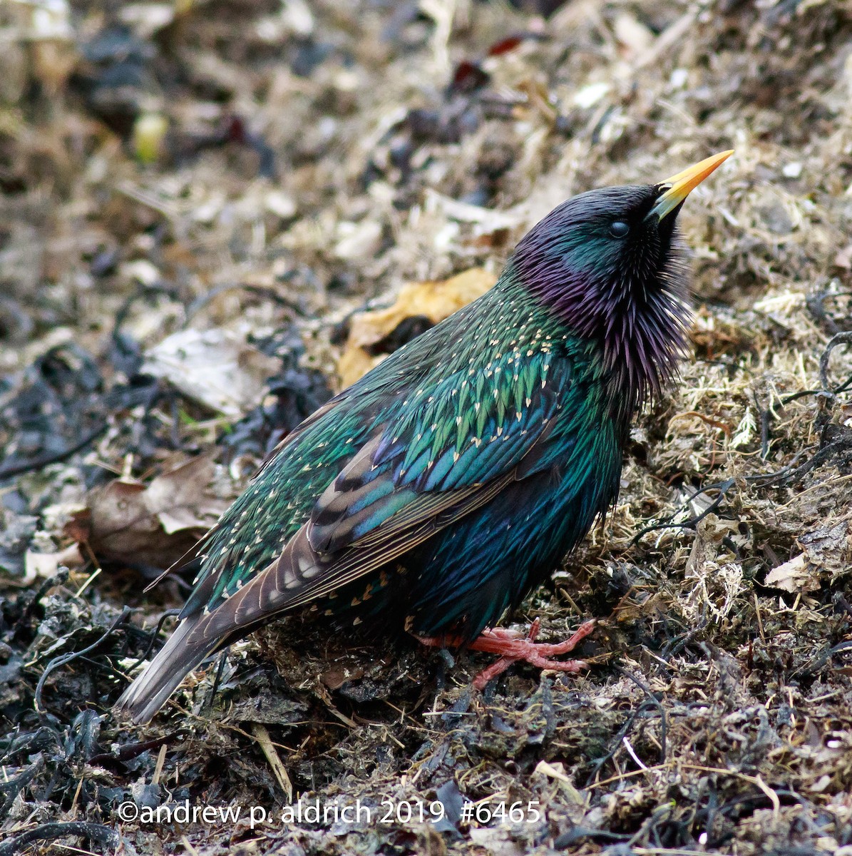 European Starling - ML162839021