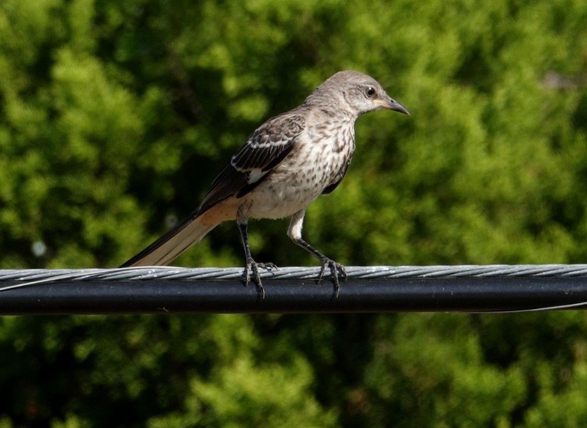 Northern Mockingbird - ML162839341