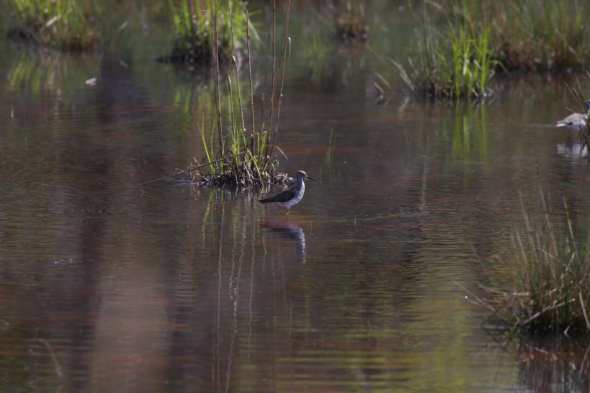 Greater Yellowlegs - Emily Renaud