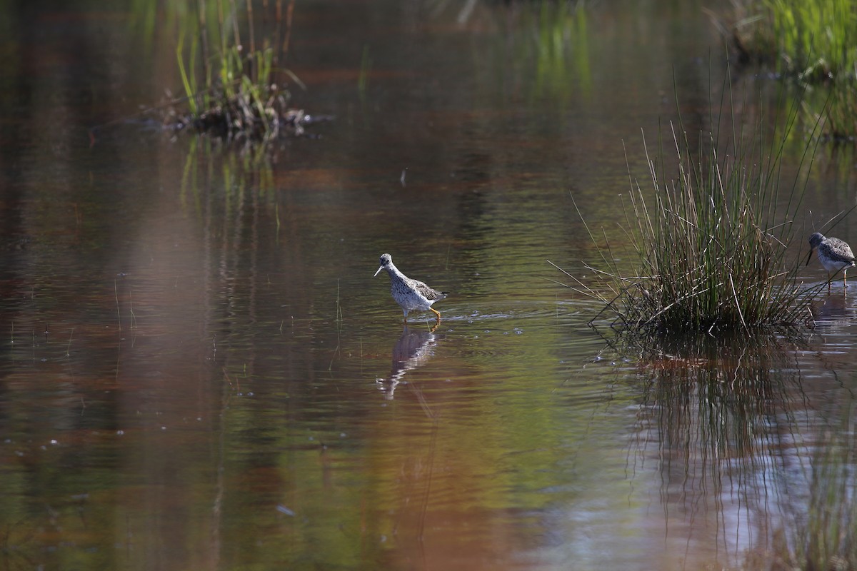 Greater Yellowlegs - ML162839441