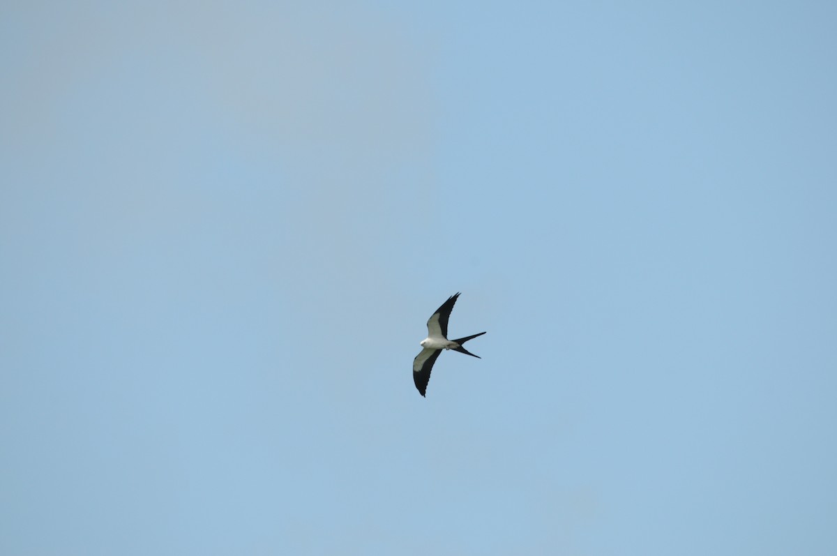 Swallow-tailed Kite - ML162839661