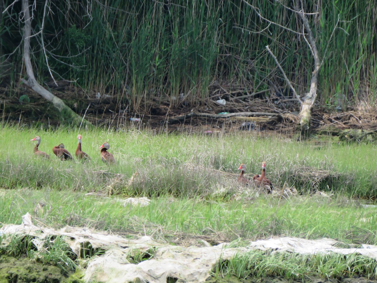 Black-bellied Whistling-Duck - ML162841101