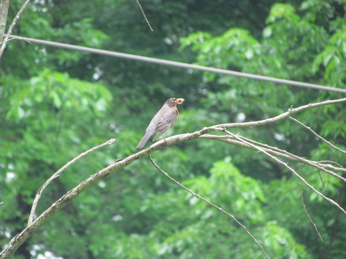 American Robin - Susan Carpenter