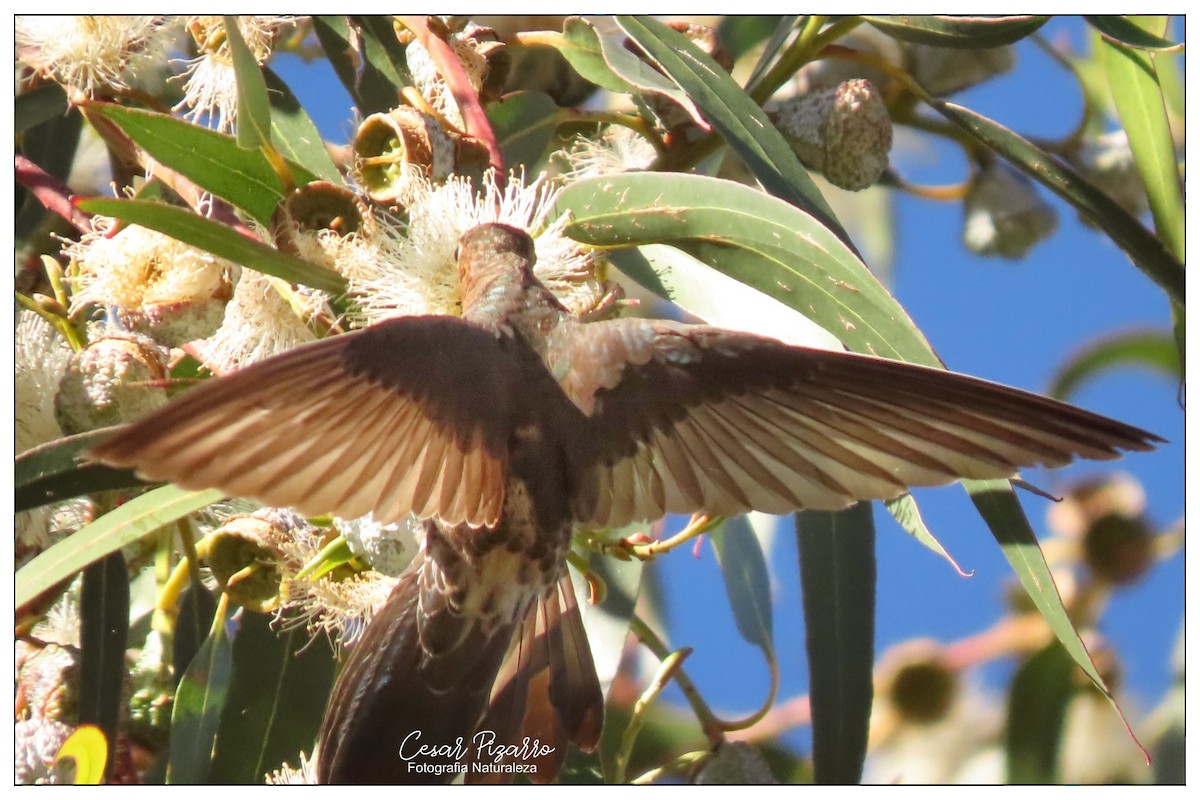 Giant Hummingbird - Cesar Augusto Pizarro Rios