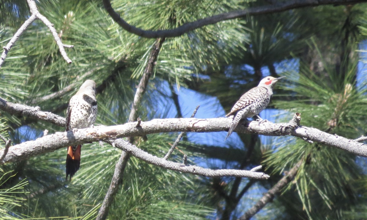 Northern Flicker - Rick Williams