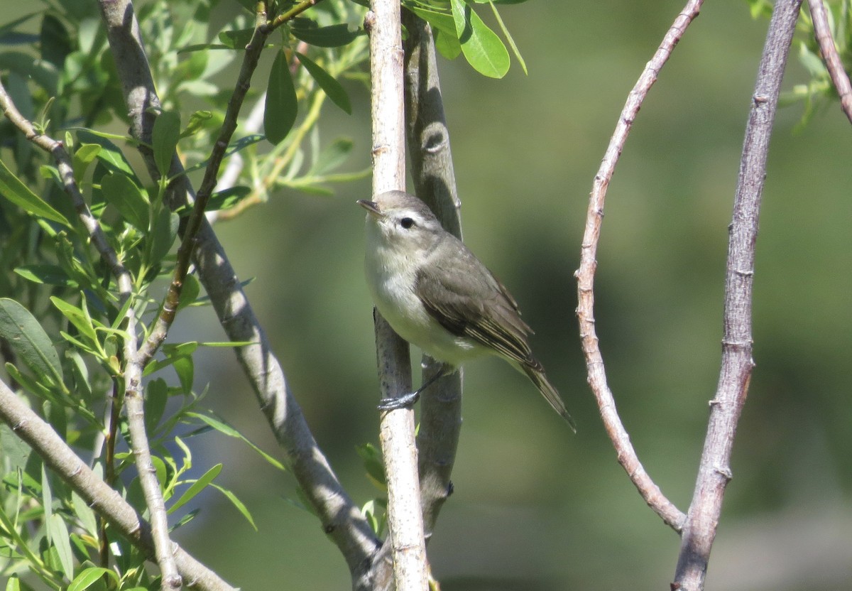 Warbling Vireo - Rick Williams