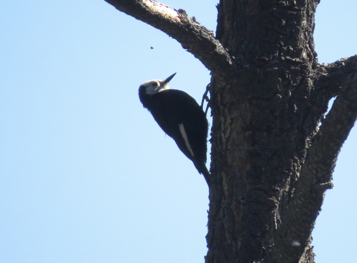 White-headed Woodpecker - Rick Williams