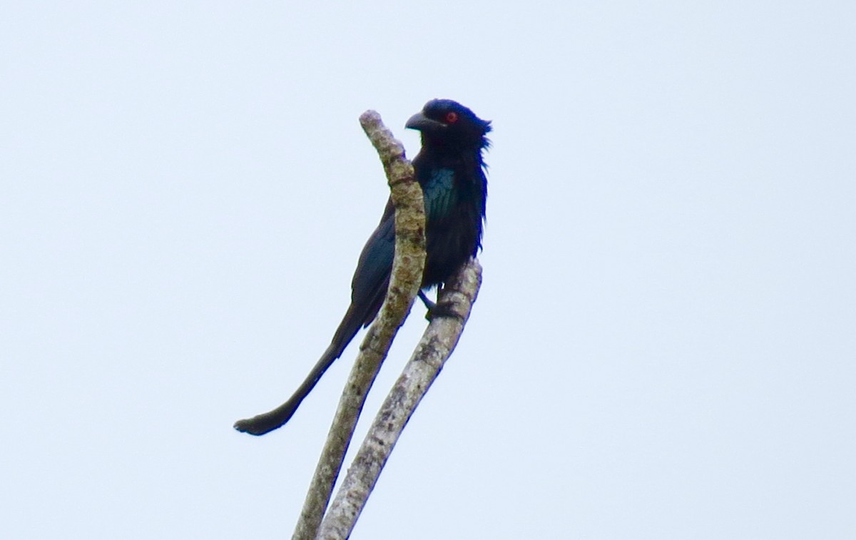 Wallacean Drongo (Kai) - ML162846681