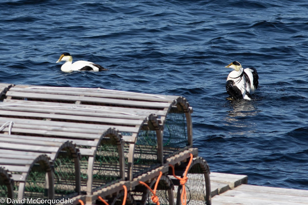 Common Eider - David McCorquodale