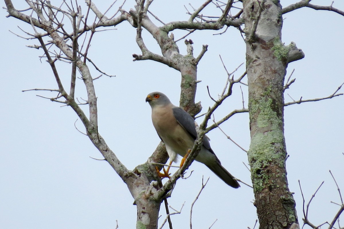 Variable Goshawk - Kenneth Schwartz