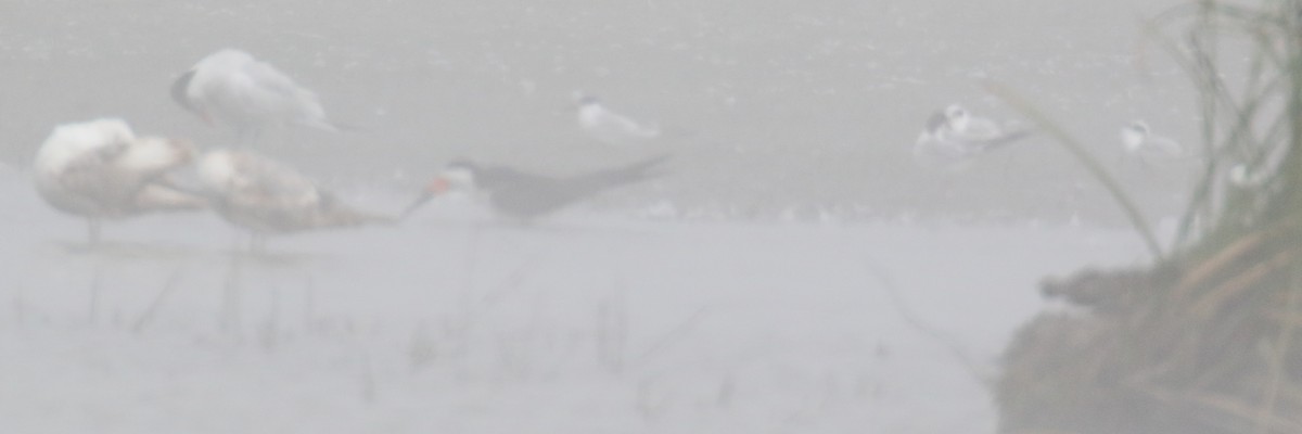 Black Skimmer - ML162846931