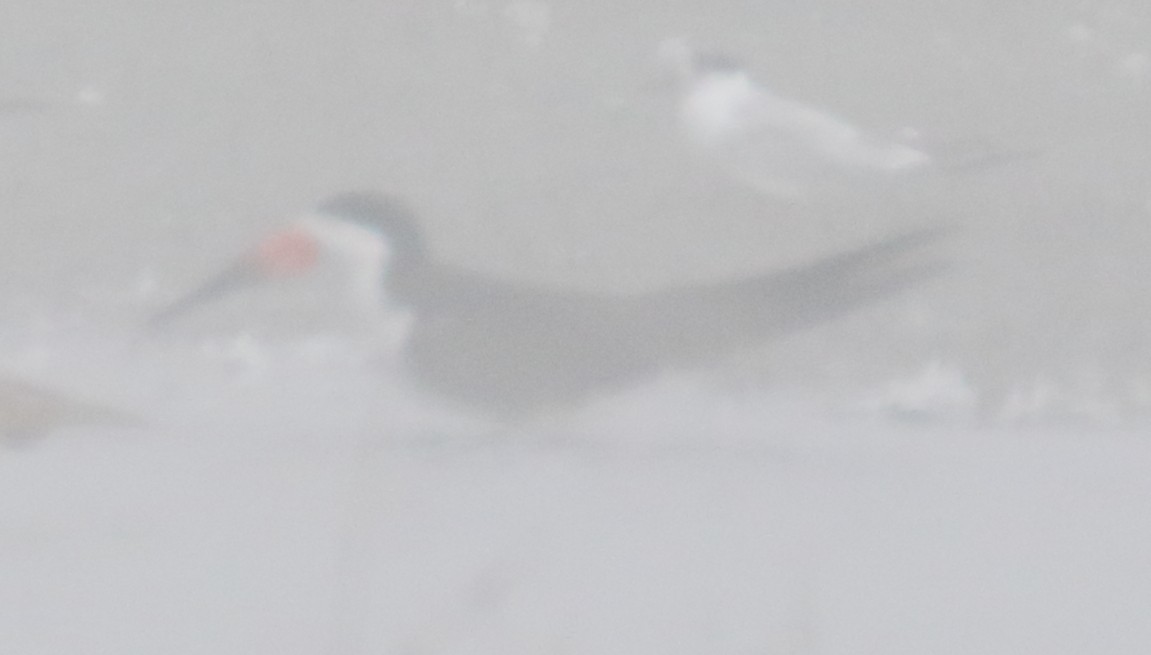 Black Skimmer - ML162847031