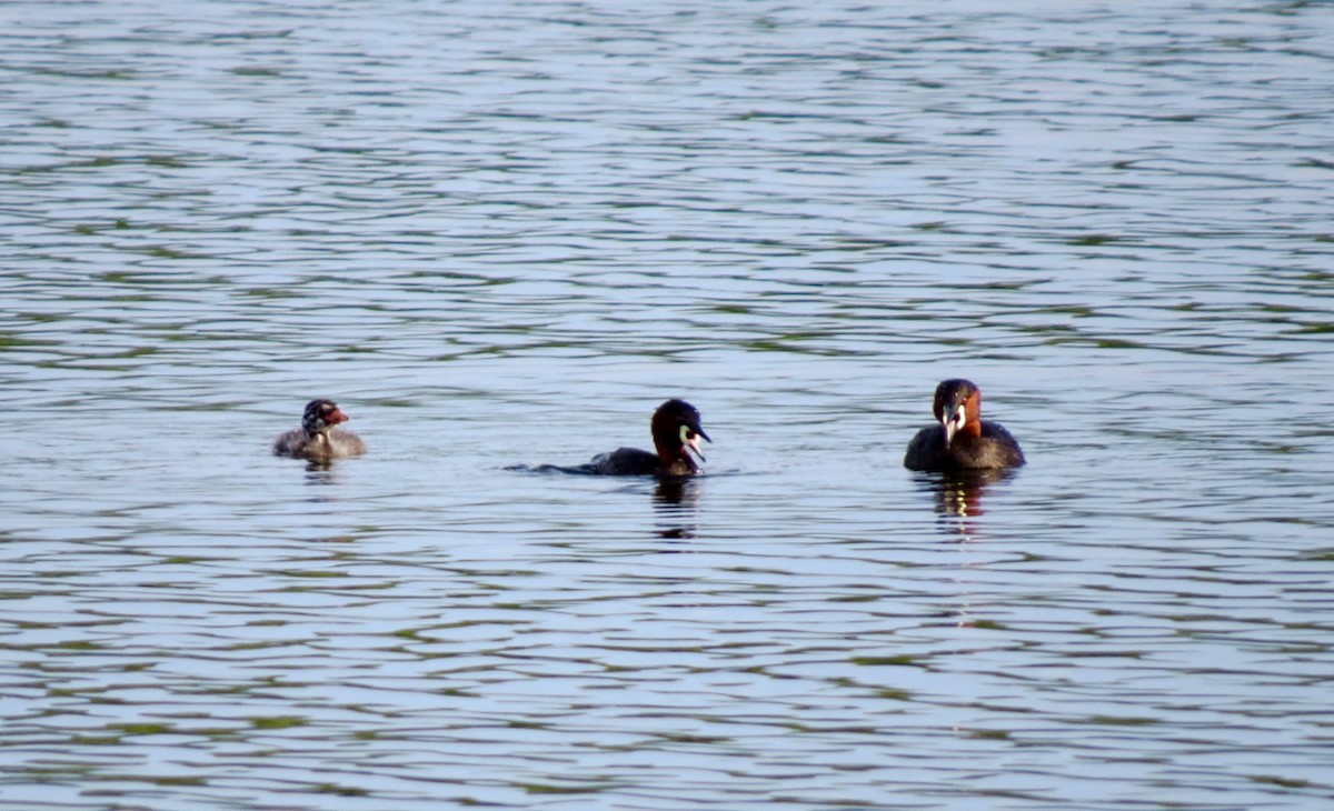 Little Grebe - ML162847441