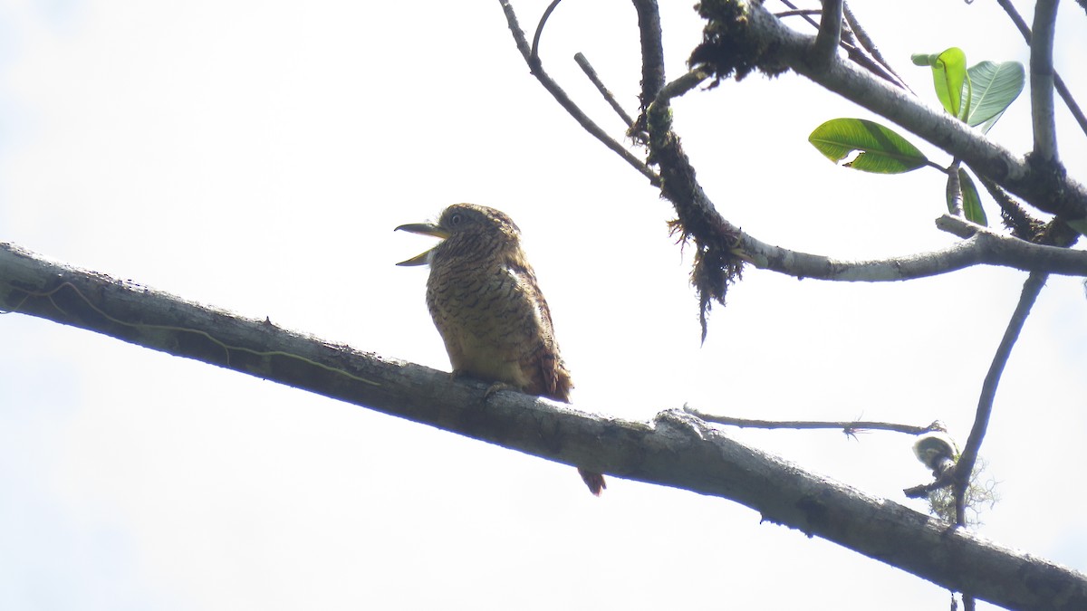 Barred Puffbird - Diego Rocha Lopez