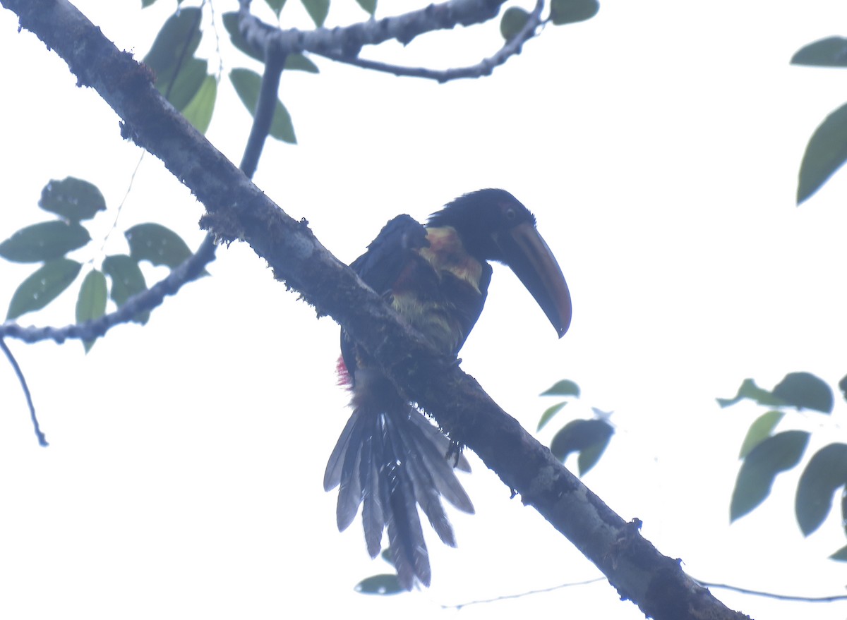 Collared Aracari - Diego Rocha Lopez