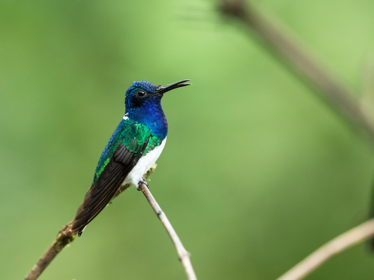 White-necked Jacobin - Nick Athanas