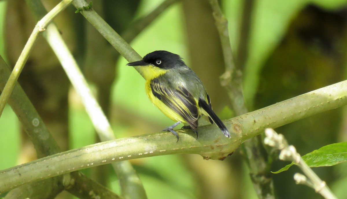 Common Tody-Flycatcher - ML162849571