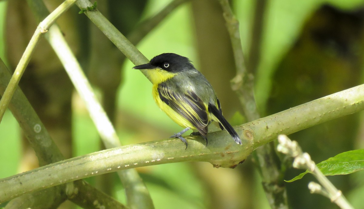 Common Tody-Flycatcher - Diego Rocha Lopez