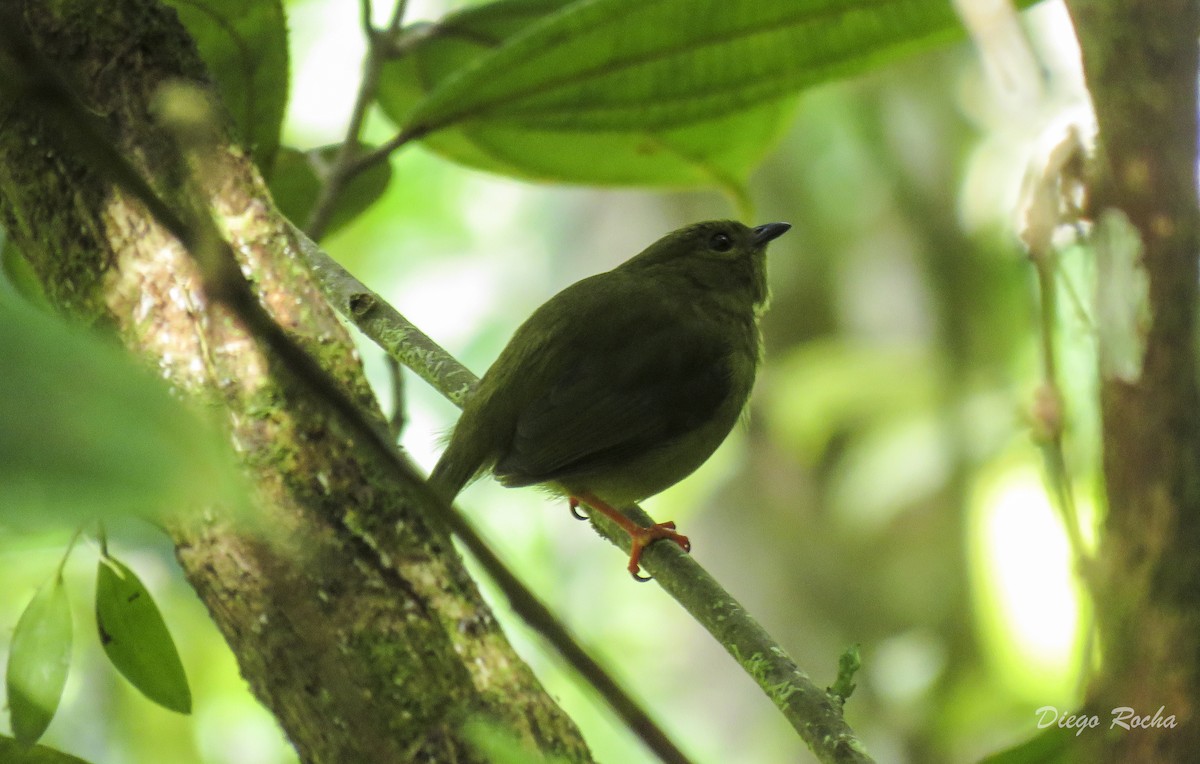 Golden-collared Manakin - ML162850151