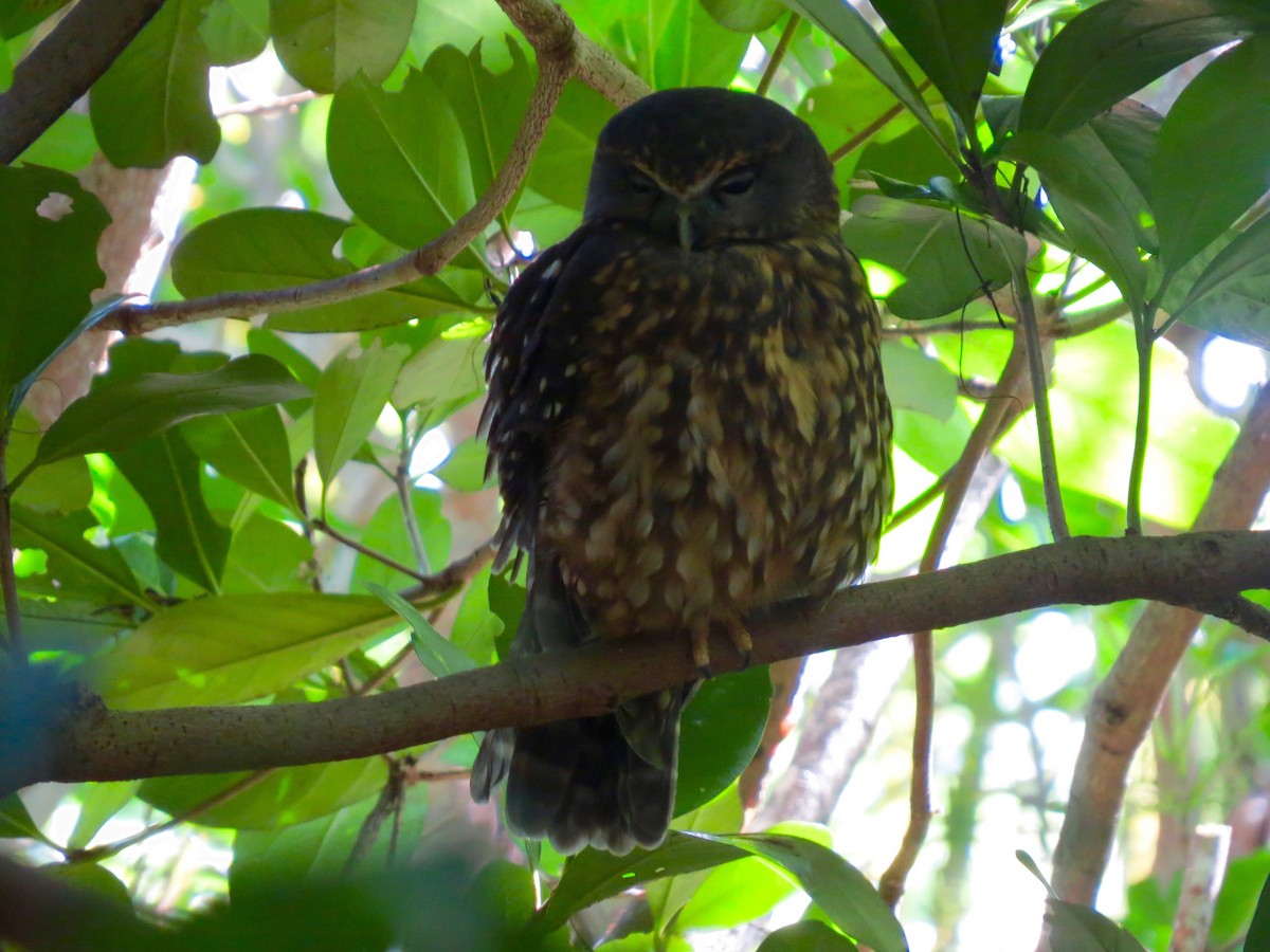 Morepork - ML162850161