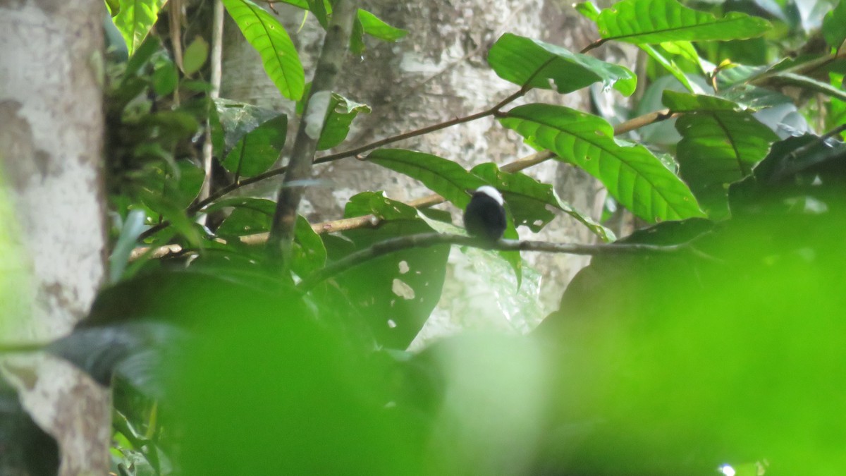 White-crowned Manakin - ML162850351