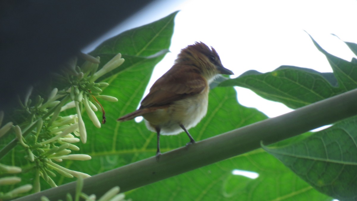 Cinnamon Becard - ML162850521