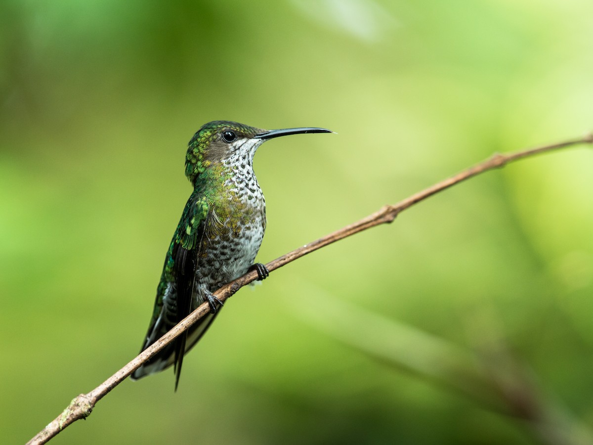 White-necked Jacobin - ML162850671