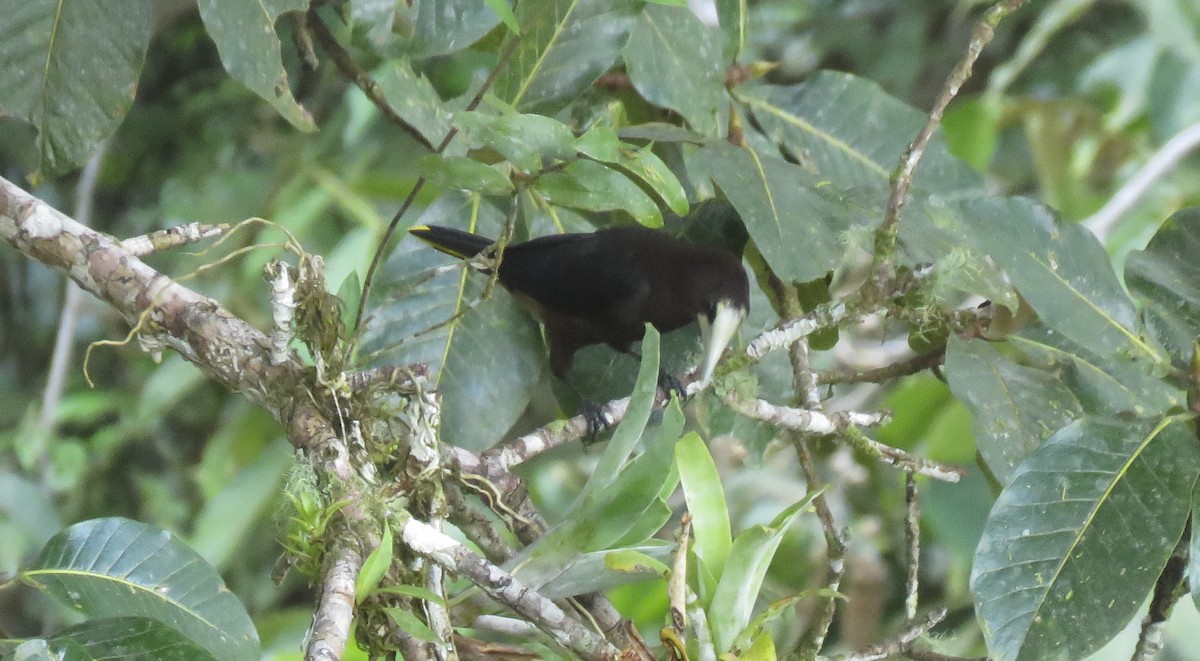 Chestnut-headed Oropendola - ML162850831