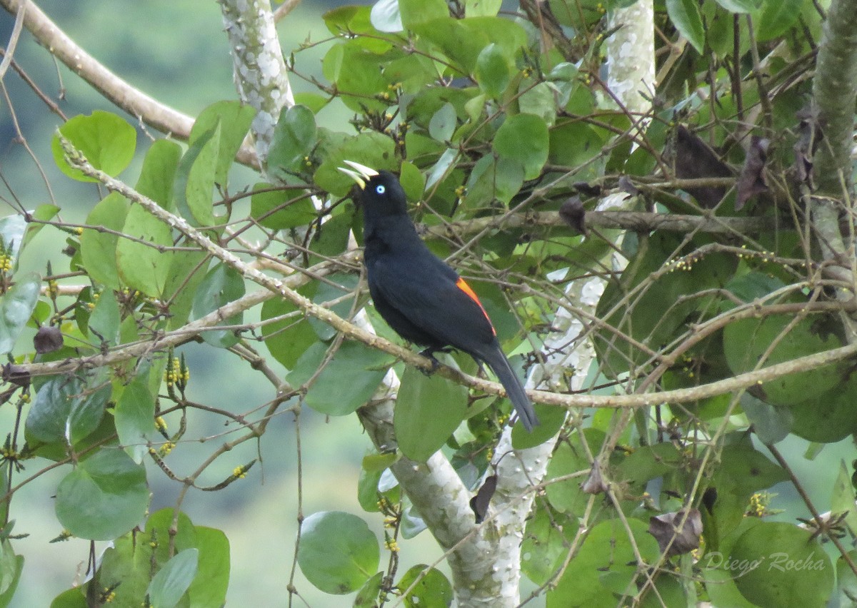 Scarlet-rumped Cacique - ML162850891