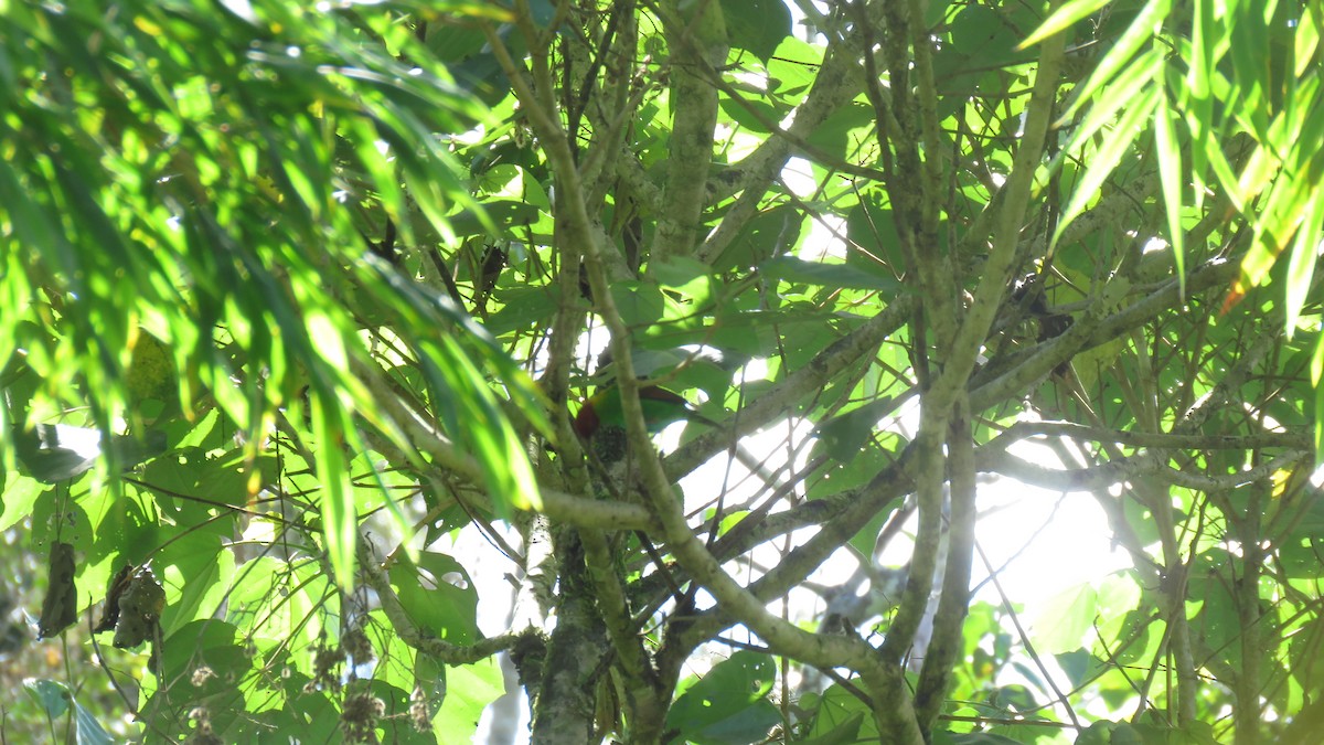 Rufous-winged Tanager - ML162852131