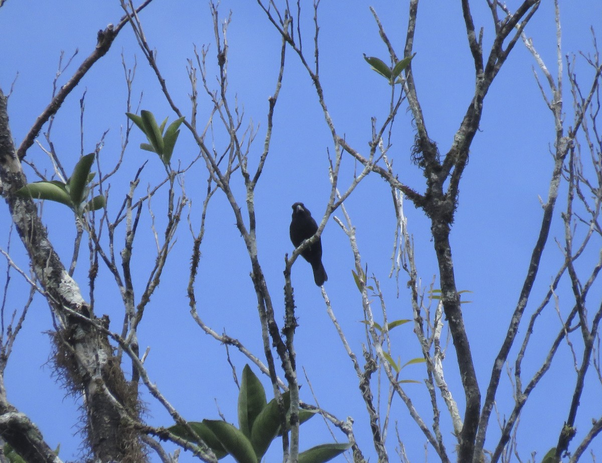 Thick-billed Seed-Finch - ML162852321