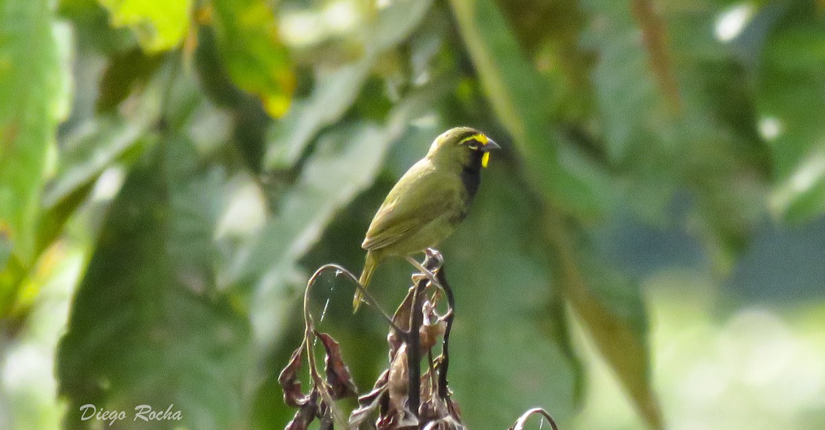 Yellow-faced Grassquit - Diego Rocha Lopez