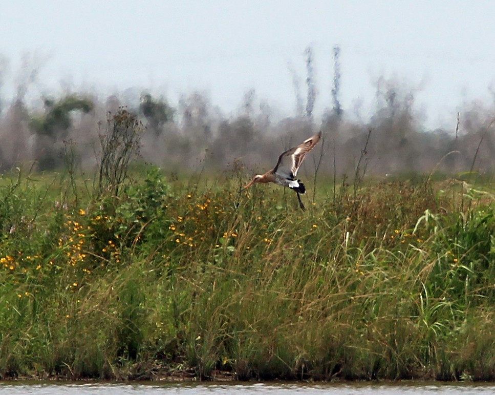 Black-tailed Godwit - ML162852761