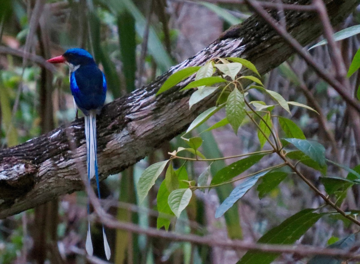 Common Paradise-Kingfisher - ML162853151