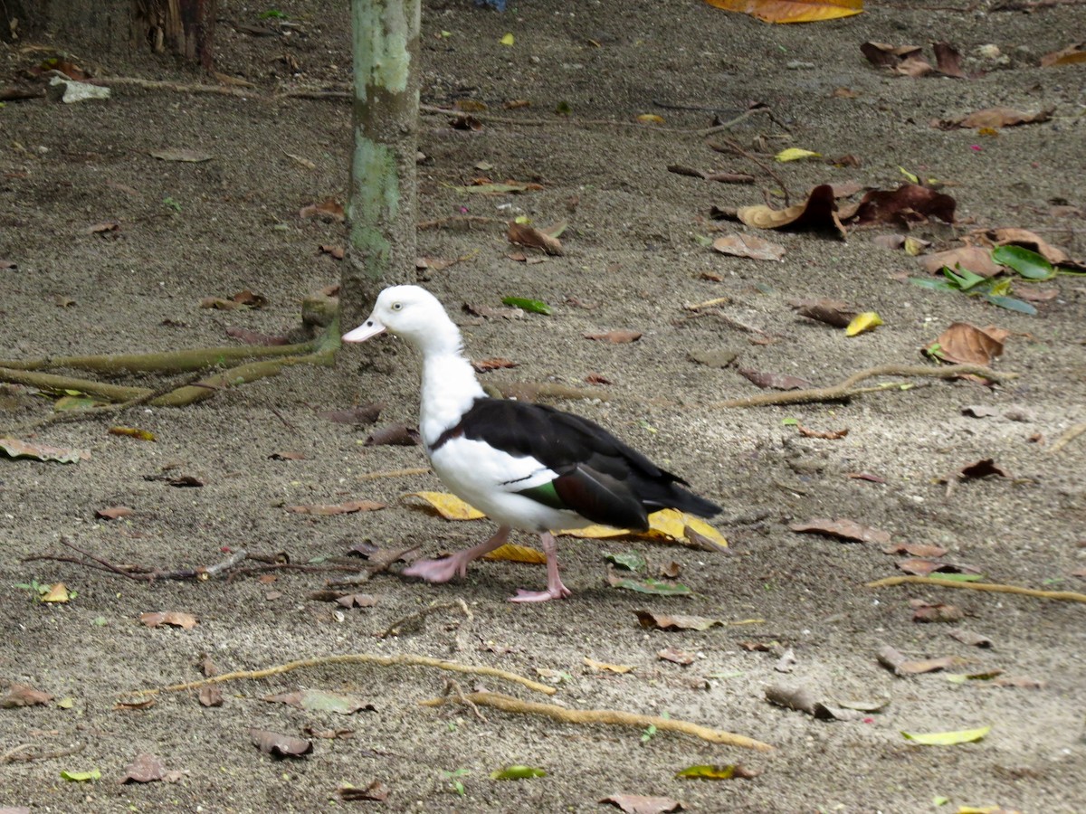 Radjah Shelduck - Kenneth Schwartz