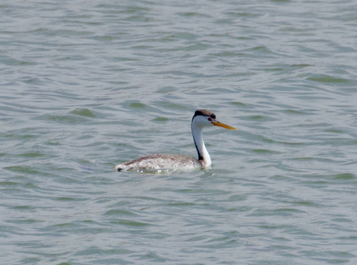 Clark's Grebe - ML162853841