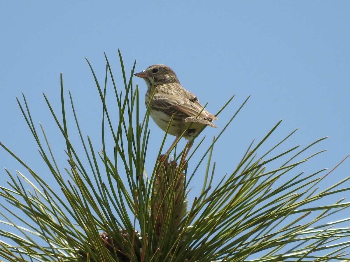 オジロヒメドリ - ML162854281