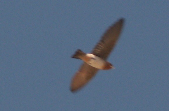 Cave Swallow - ML162854751