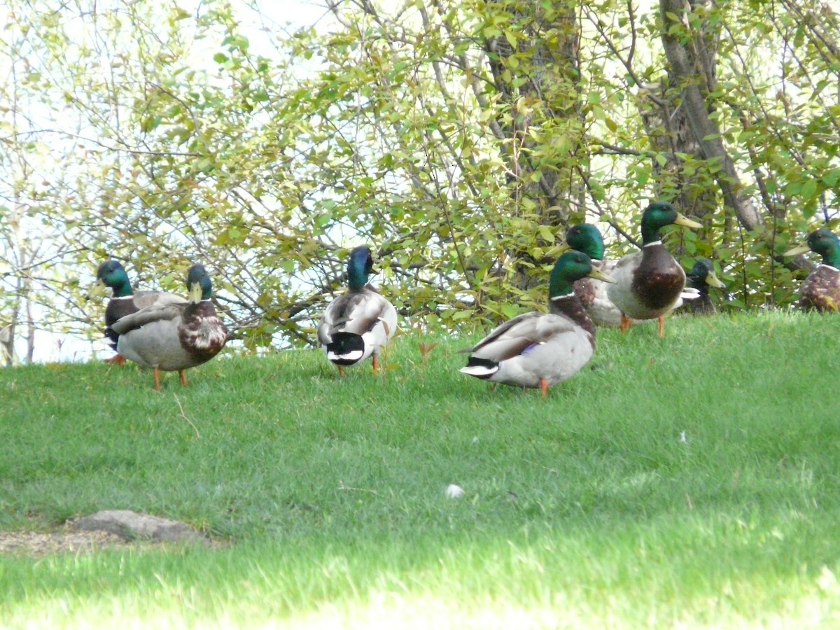 Mallard - ML162855911