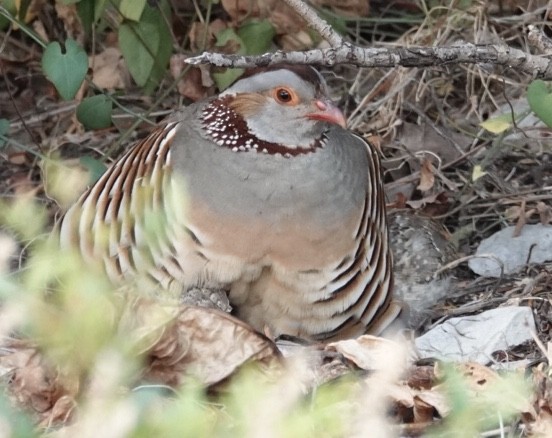 Barbary Partridge - Bonnie Clarfield-Bylin