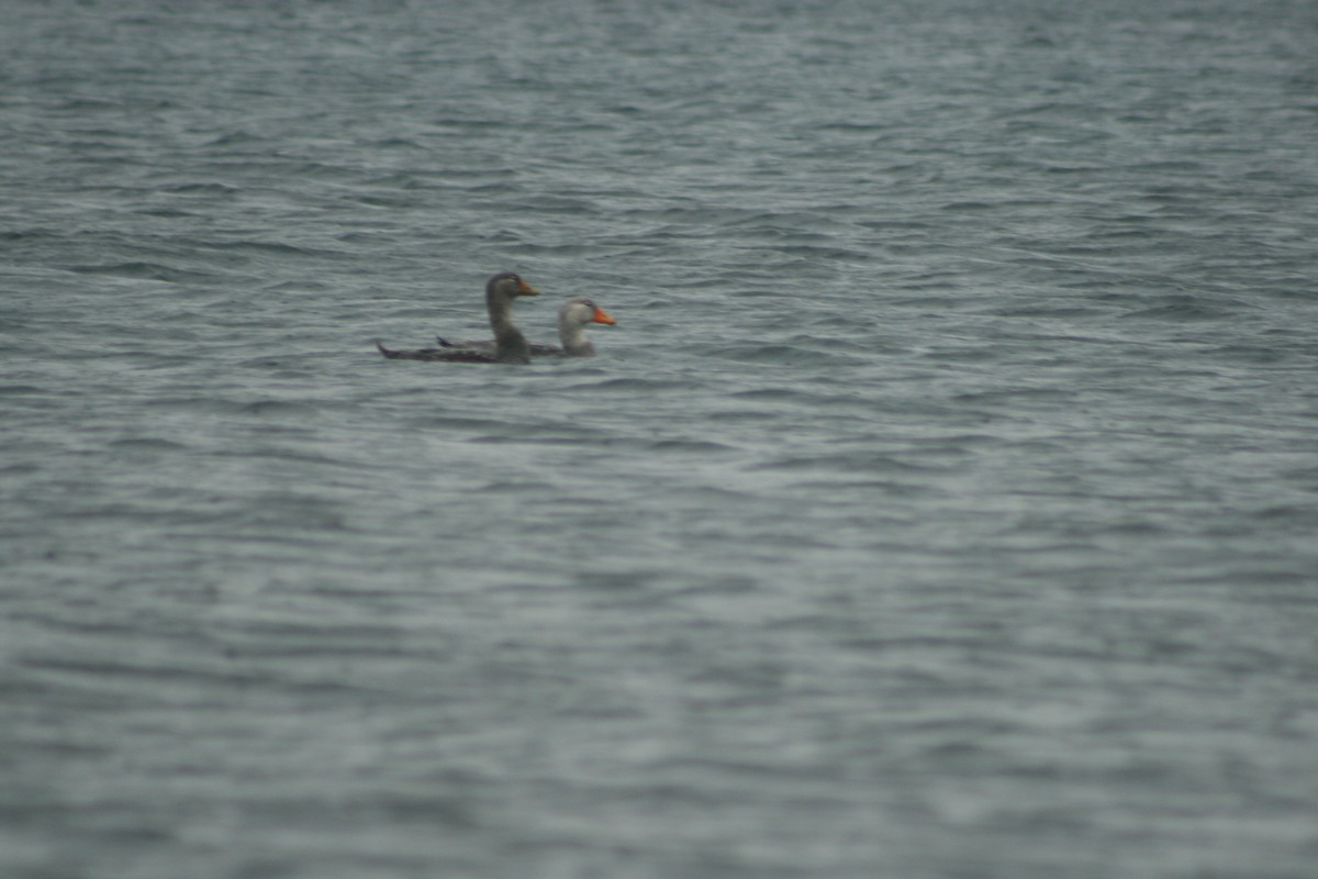 kachyně parníková - ML162857301