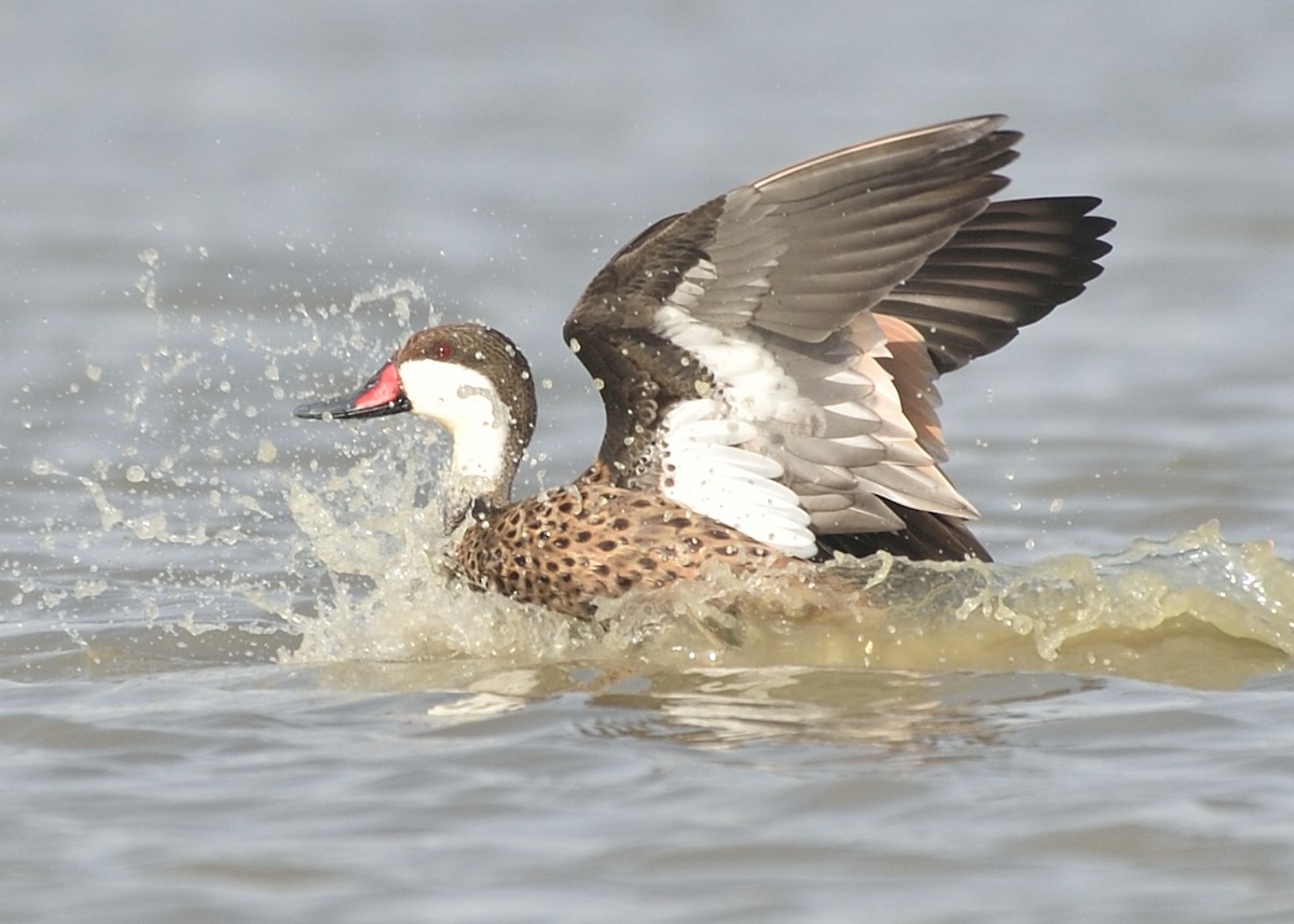 White-cheeked Pintail - ML162857661