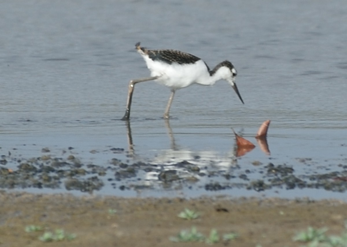 Cigüeñuela Cuellinegra - ML162857741